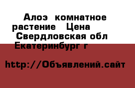 Алоэ, комнатное растение › Цена ­ 150 - Свердловская обл., Екатеринбург г.  »    